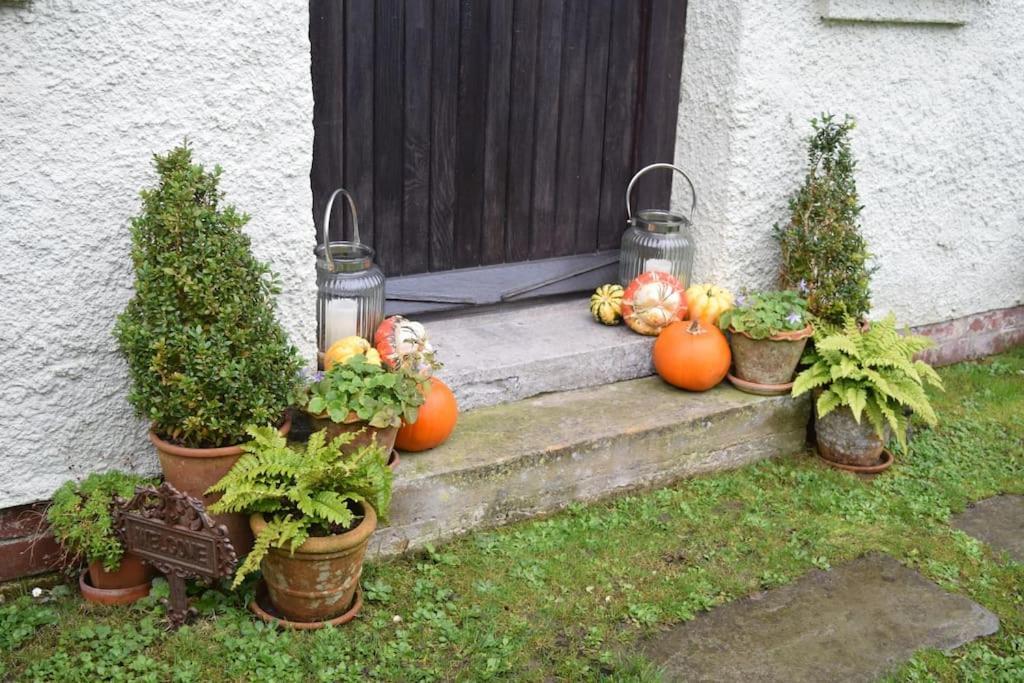 Cedra Cottage - Vintage Country Hideaway Axminster Buitenkant foto